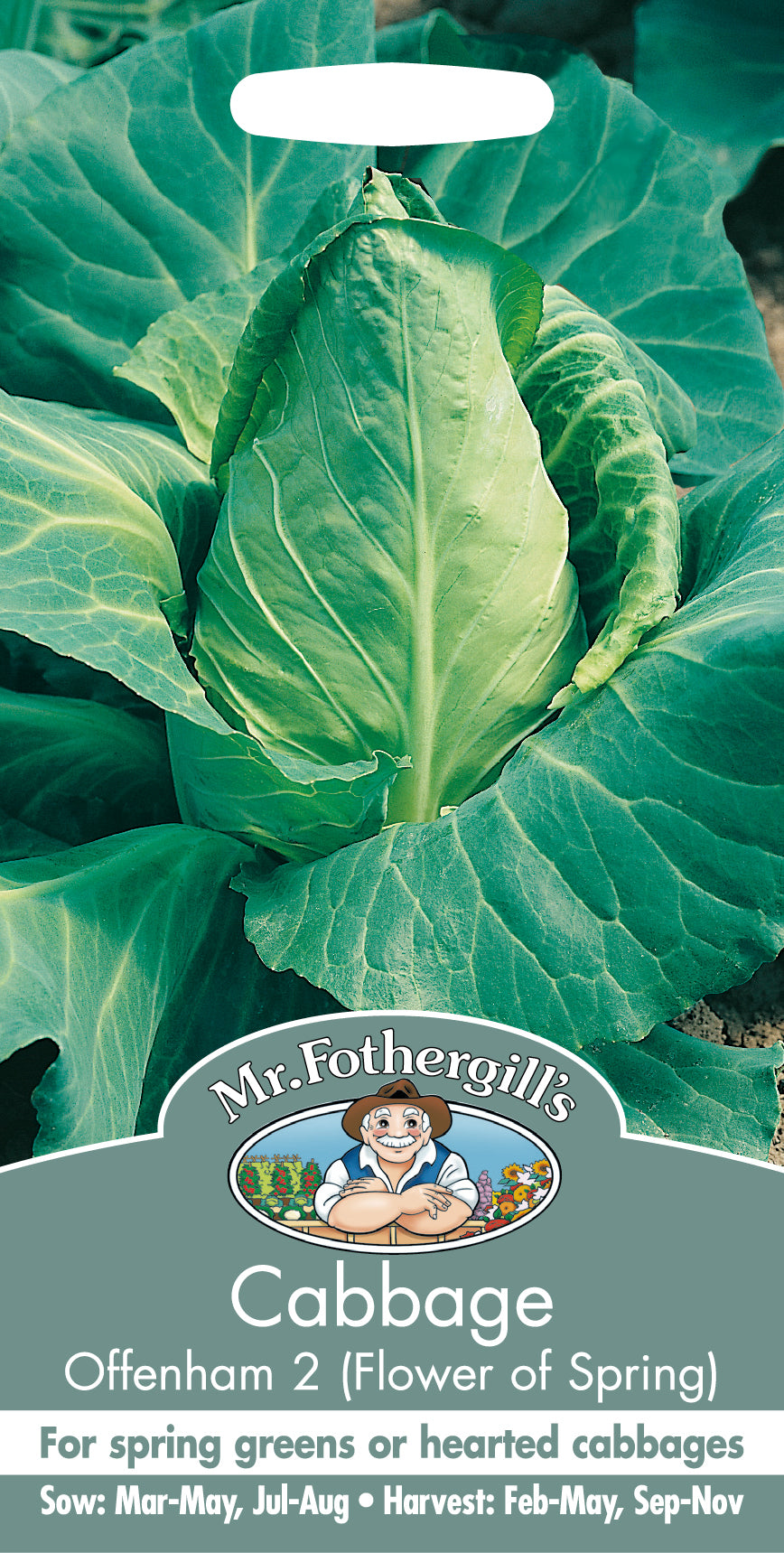 Cabbage Offenham 2 (Flower of Spring) 500 Seeds