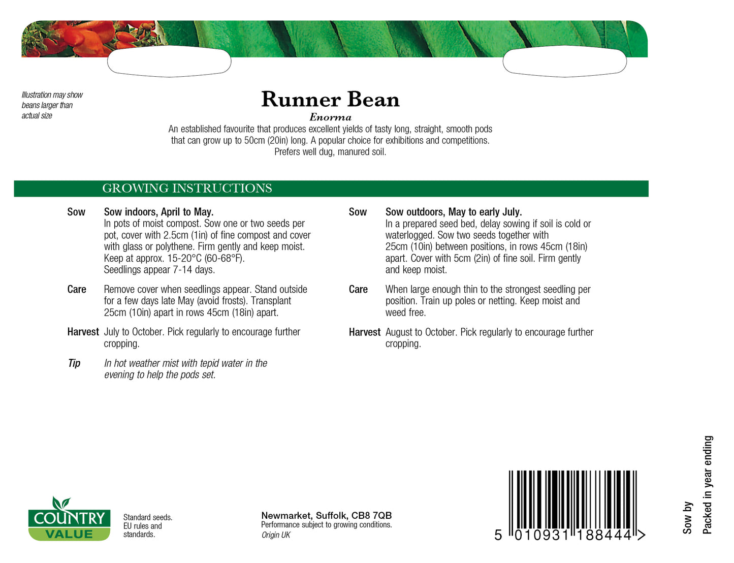 Runner Bean Enorma 25 Seeds