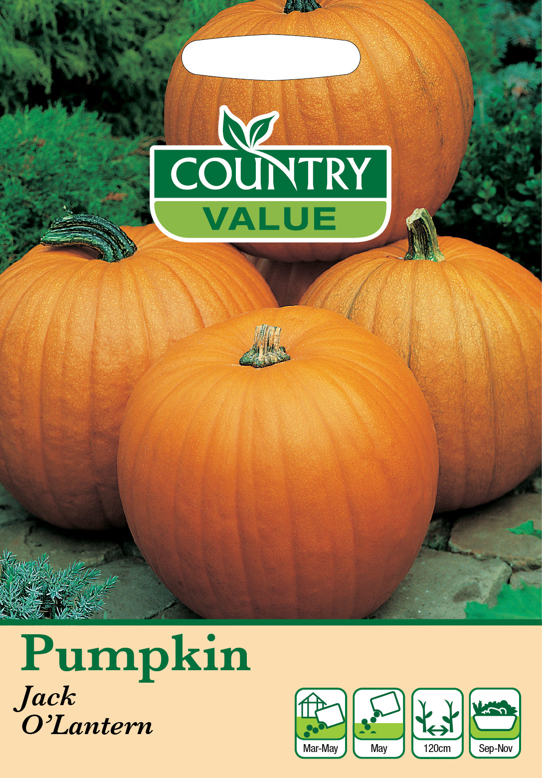 Pumpkin Jack O`Lantern 8 Seeds
