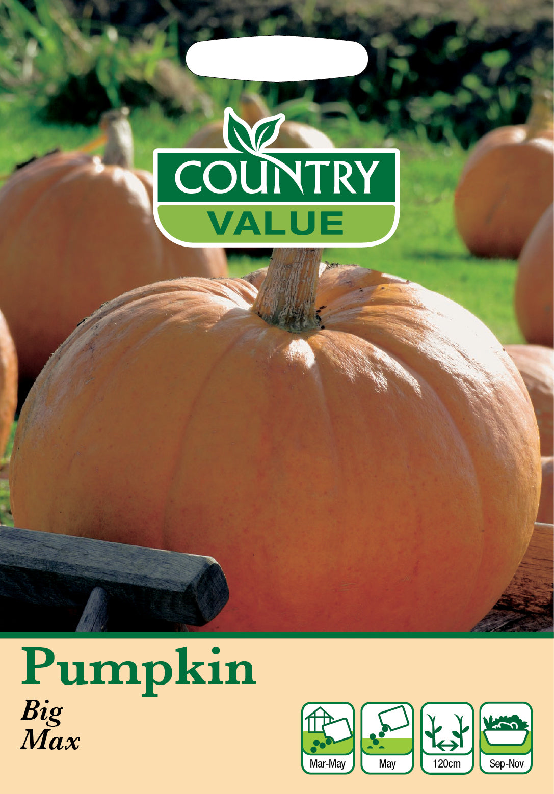 Pumpkin Big Max 8 Seeds
