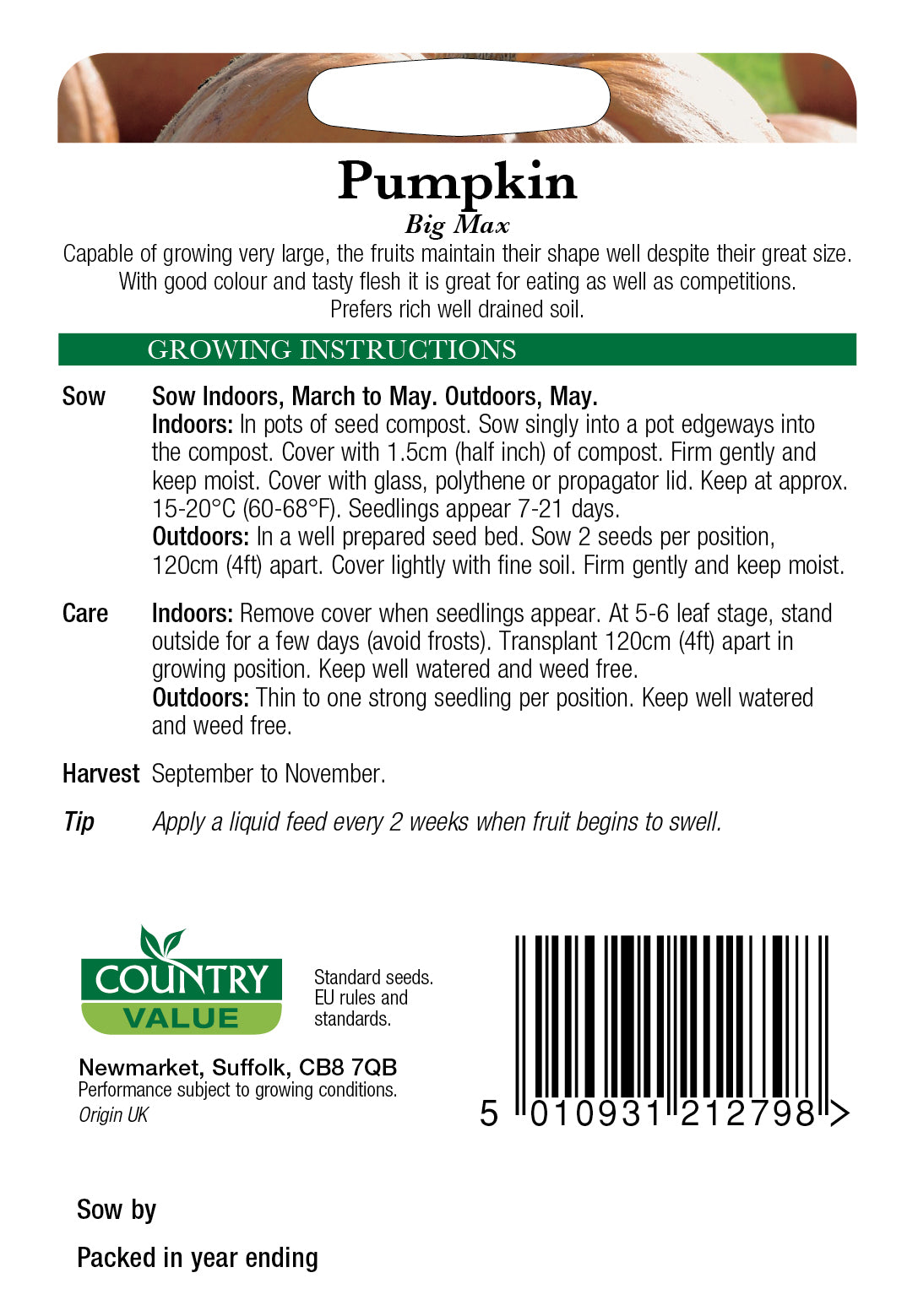Pumpkin Big Max 8 Seeds