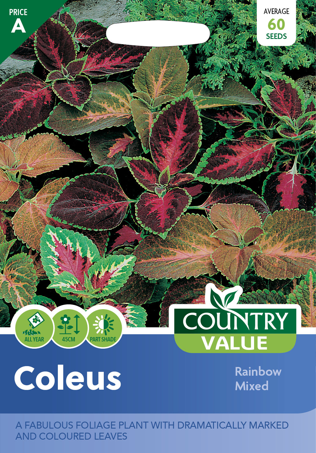 Coleus Rainbow Mixed 60 Seeds