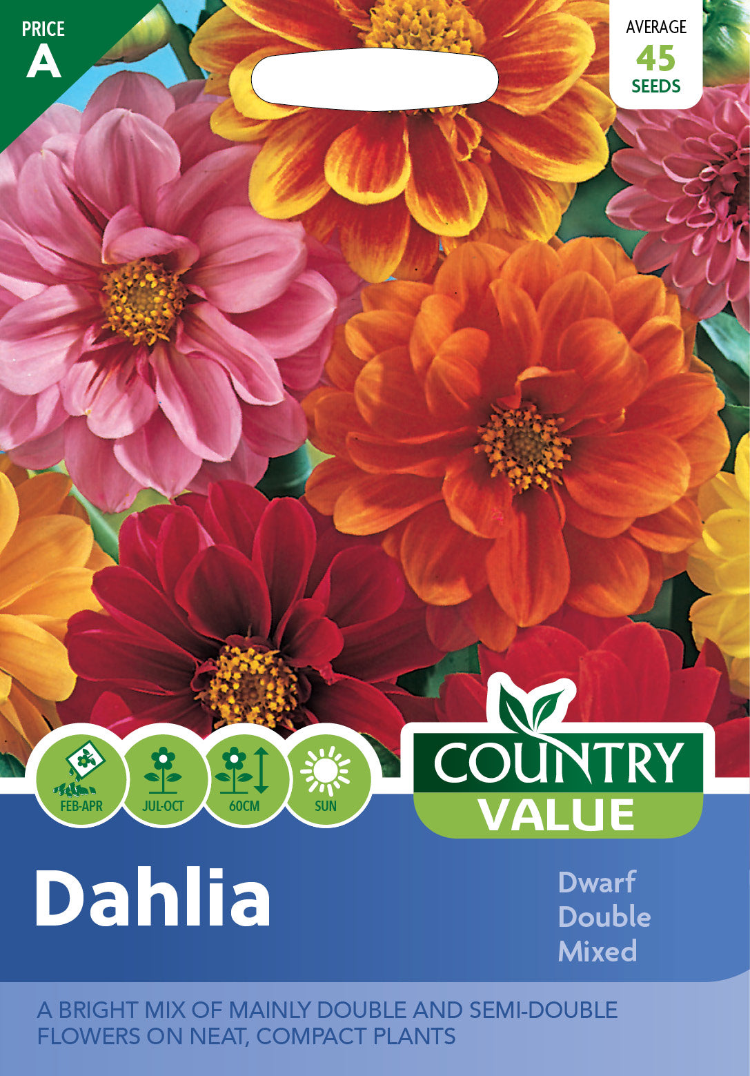 Dahlia Dwarf Double Mixed 45 Seeds