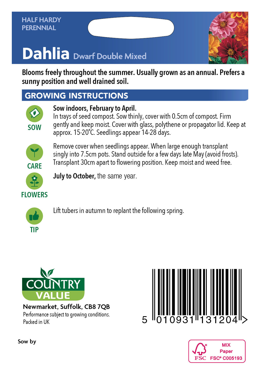 Dahlia Dwarf Double Mixed 45 Seeds