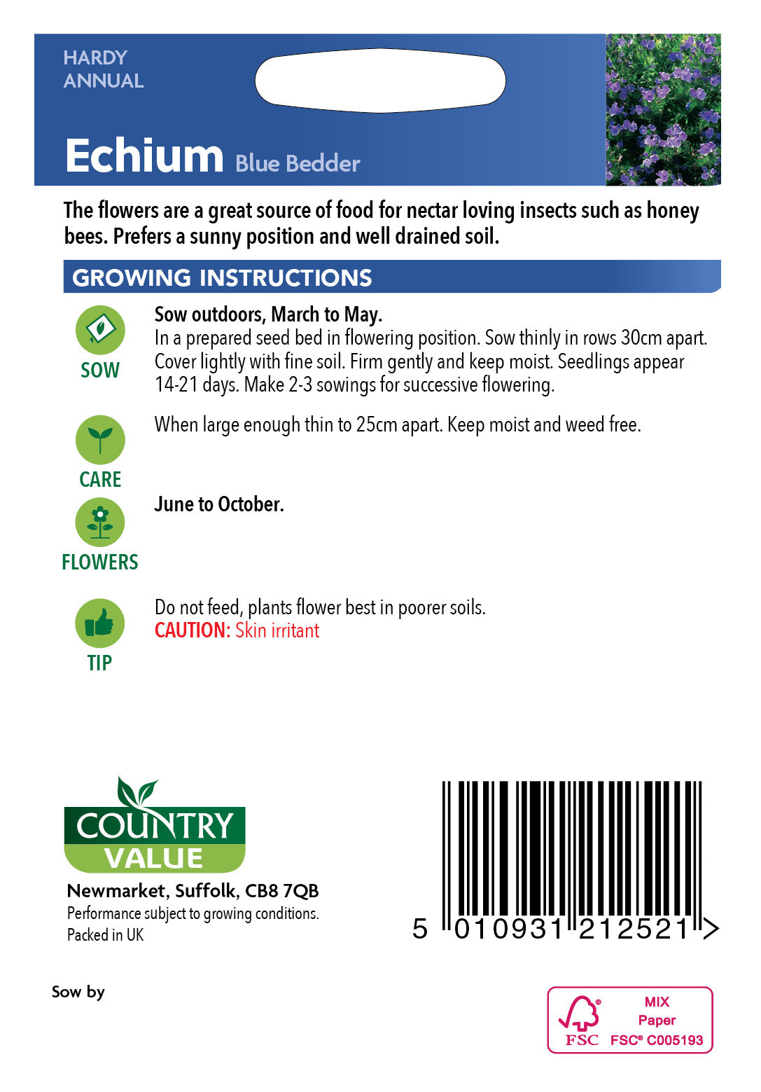 Echium Blue Bedder 100 Seeds