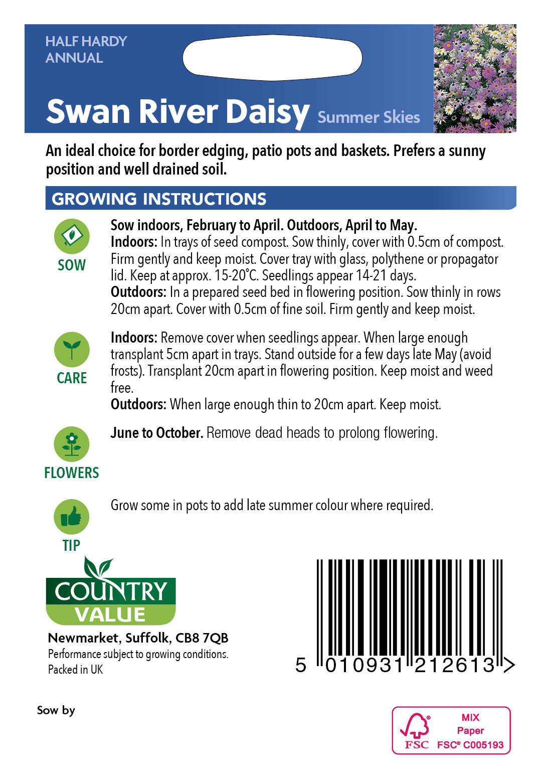 Swan River Daisy Summer Skies 100 Seeds