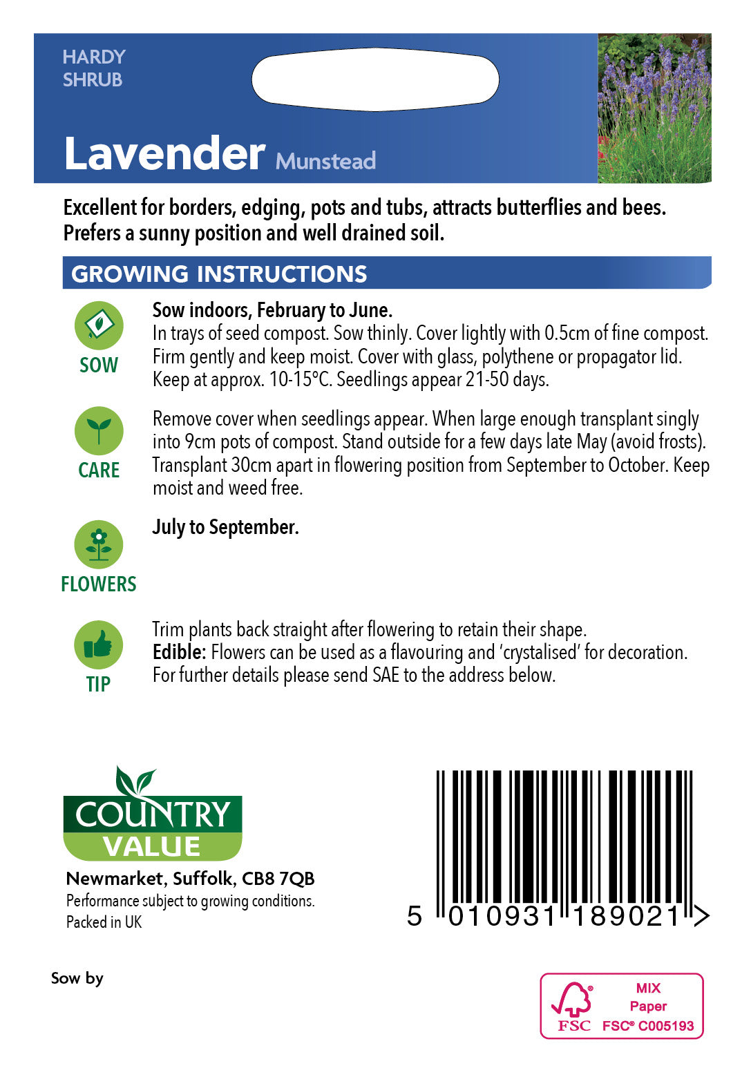 Lavender Munstead Strain 75 Seeds