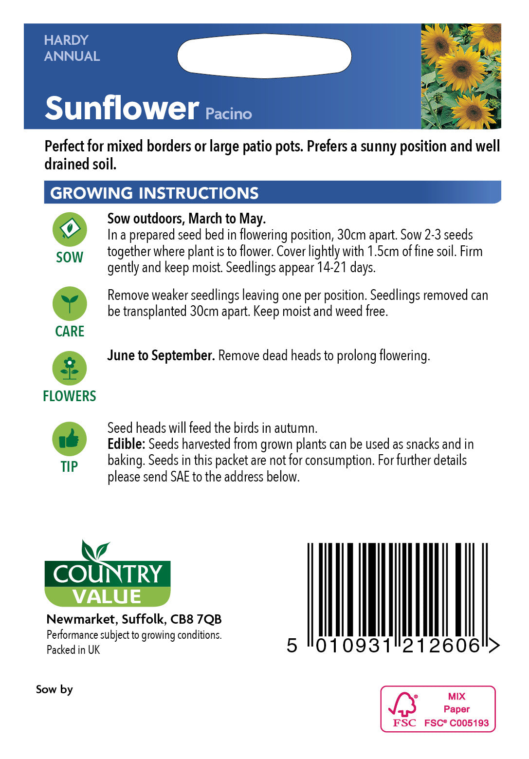 Sunflower Pacino 15 Seeds