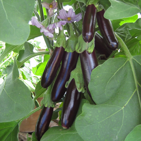 Aubergine Long Purple 180 Seeds