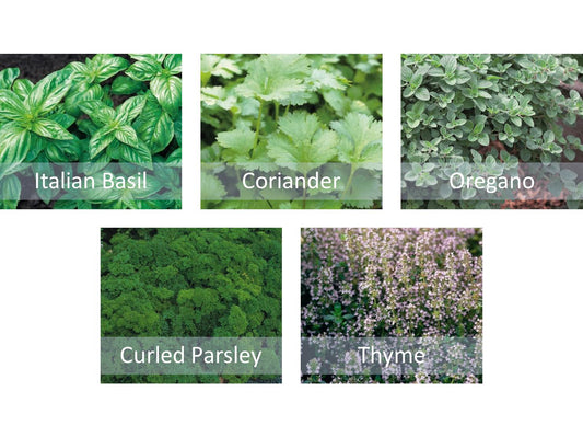 Herb Seeds Starter Bundle 5 Varieties Basil Coriander Thyme Oregano & Parsley