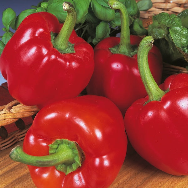Sweet Pepper Beauty Bell F1 25 Seeds