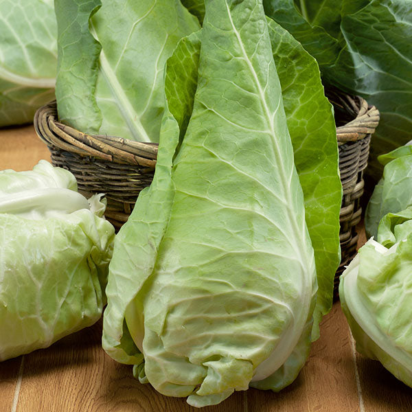 Cabbage April Seeds 500 Seeds