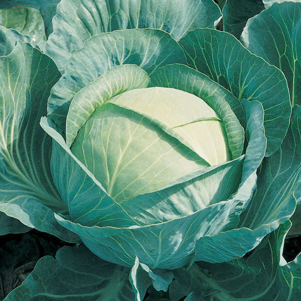 Cabbage Brigadier F1 40 Seeds