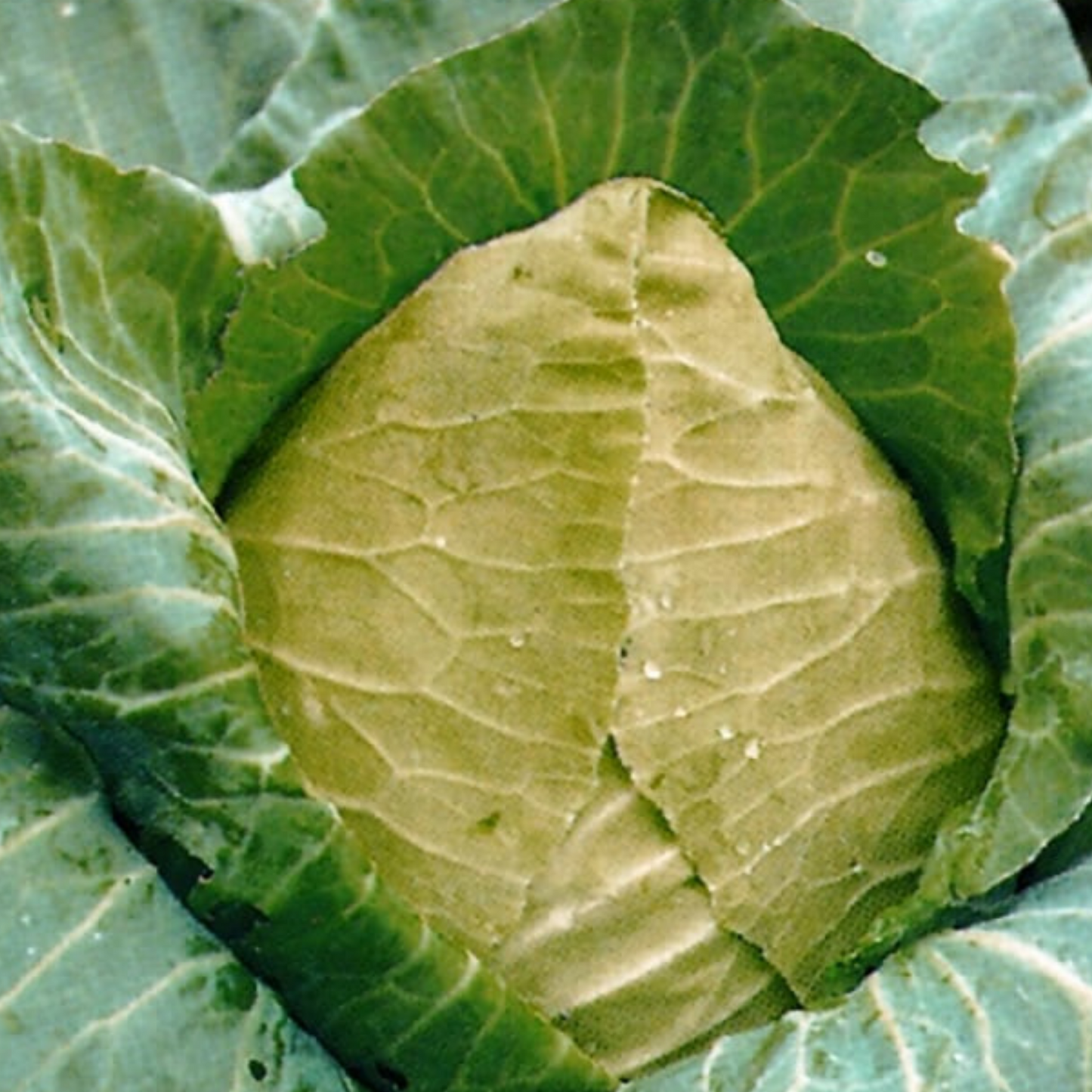 Organic Cabbage Cuor di Bue (Oxheart) 100 Seeds