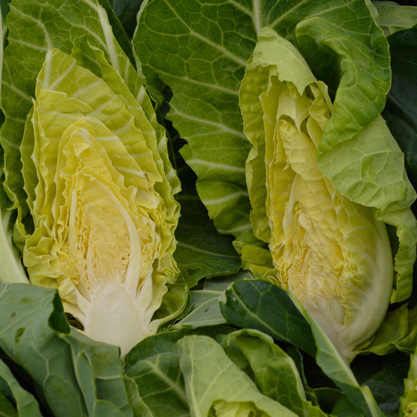 Cabbage Winter Green 200 Seeds