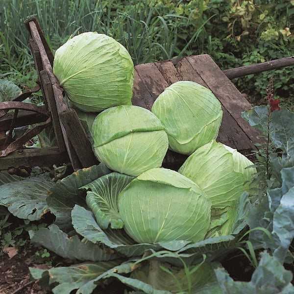 Cabbage Golden Acre (Primo II) 500 Seeds