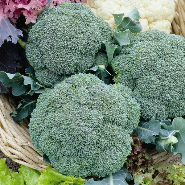 Calabrese/Broccoli Green Magic F1 75 Seeds