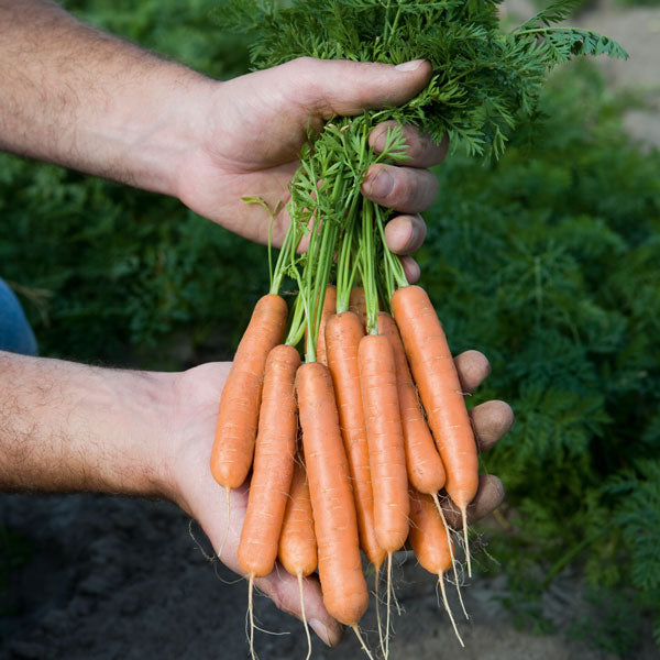 Carrot Adelaide F1 500 Seeds