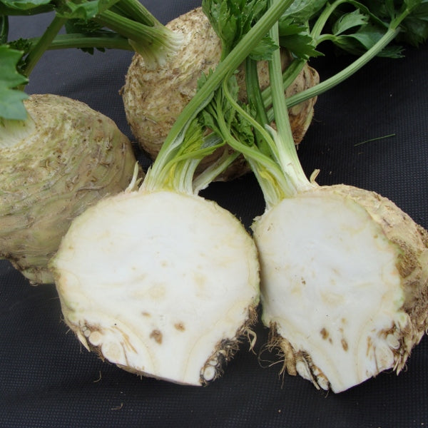 Celeriac Asterix F1 50 Seeds