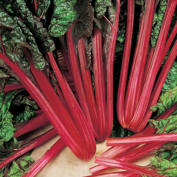 Beet Leaf Rhubarb Chard 100 Seeds