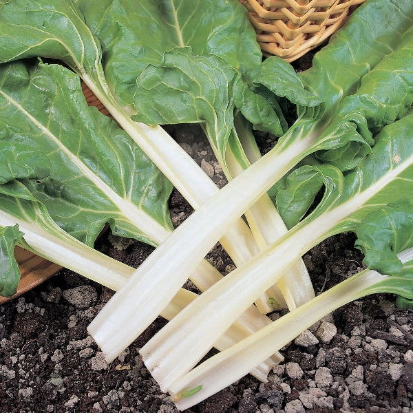 Beet Leaf Swiss Chard 250 Seeds