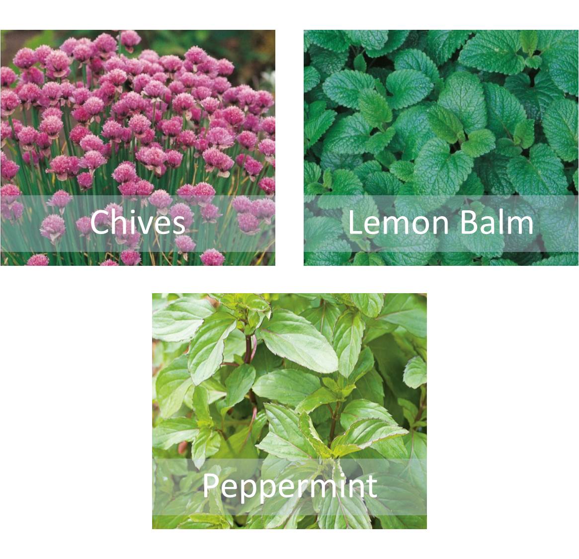 Herb Seeds Collection - Chives Peppermint & Lemon Balm - Perfect for Pots