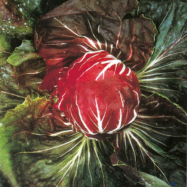 Chicory Palla Rossa Radicchio 700 Seeds