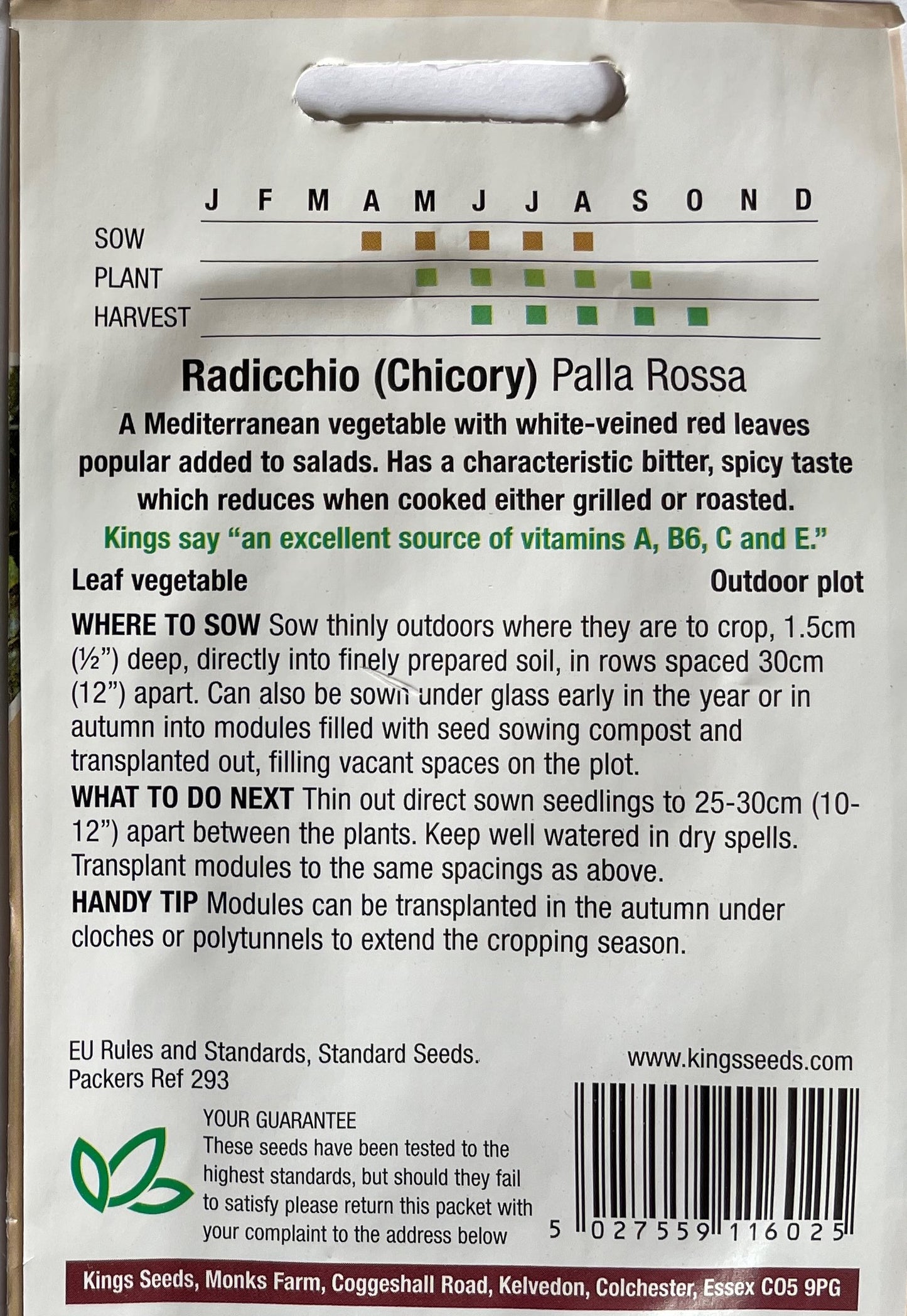 Chicory Palla Rossa Radicchio 700 Seeds