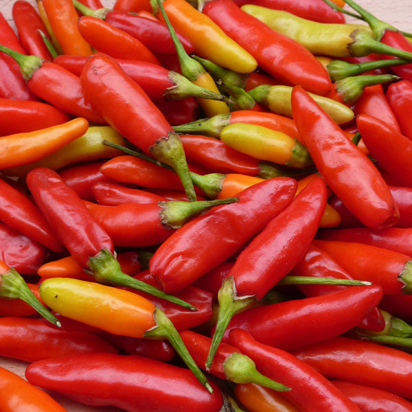 Chilli Pepper Tabasco 15 Seeds
