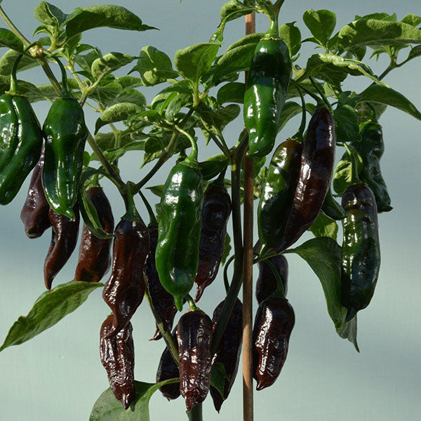 Chilli Pepper Machu Pichu 10 Seeds