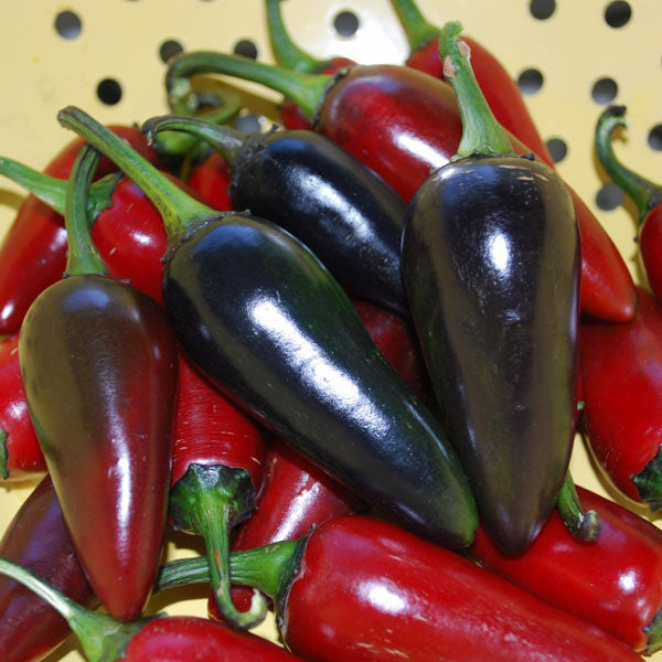 Chilli Pepper Hungarian Black 10 Seeds