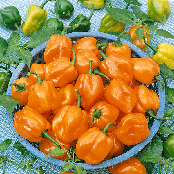Chilli Pepper Habanero Orange 50 Seeds