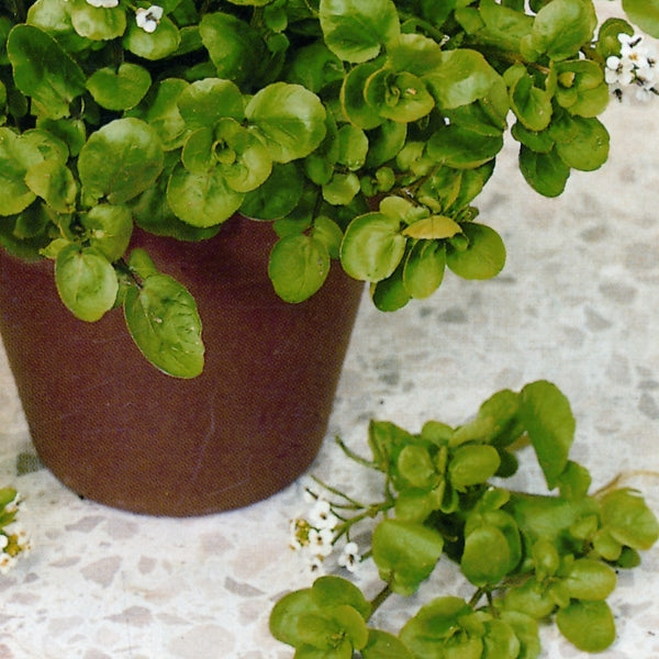 Cress American Land 1500 Seeds