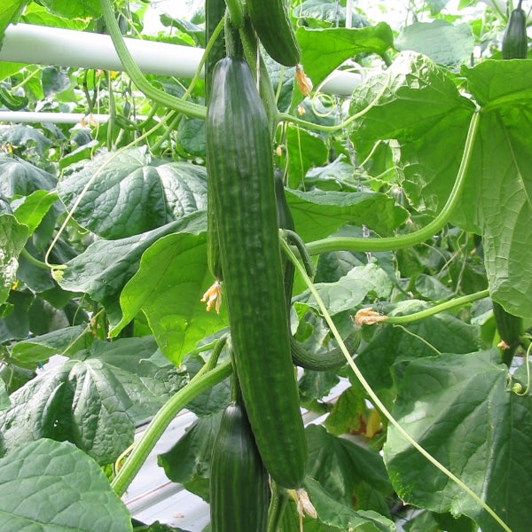 Cucumber Femspot F1 4 Seeds