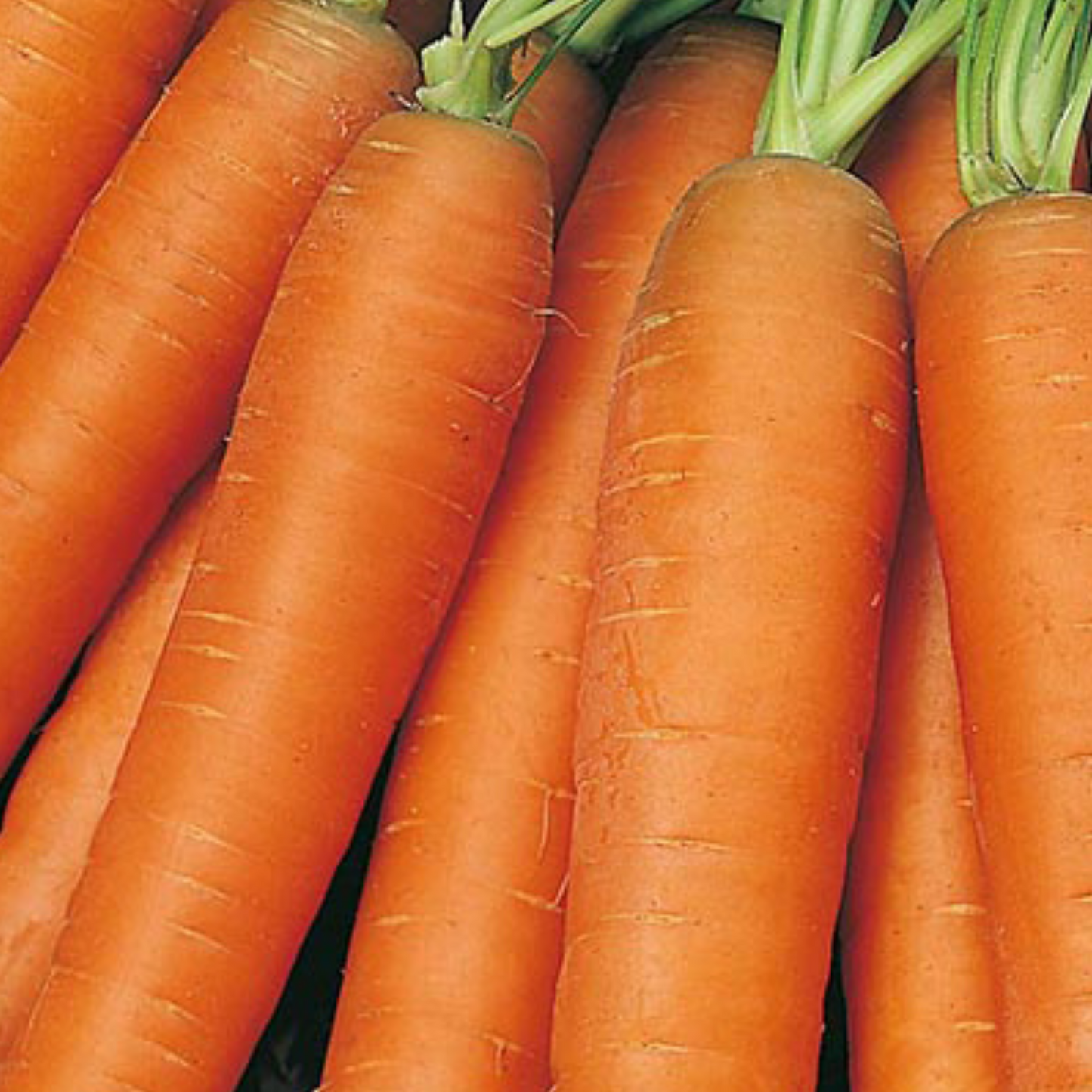 Carrot Early Nantes 1000 Seeds