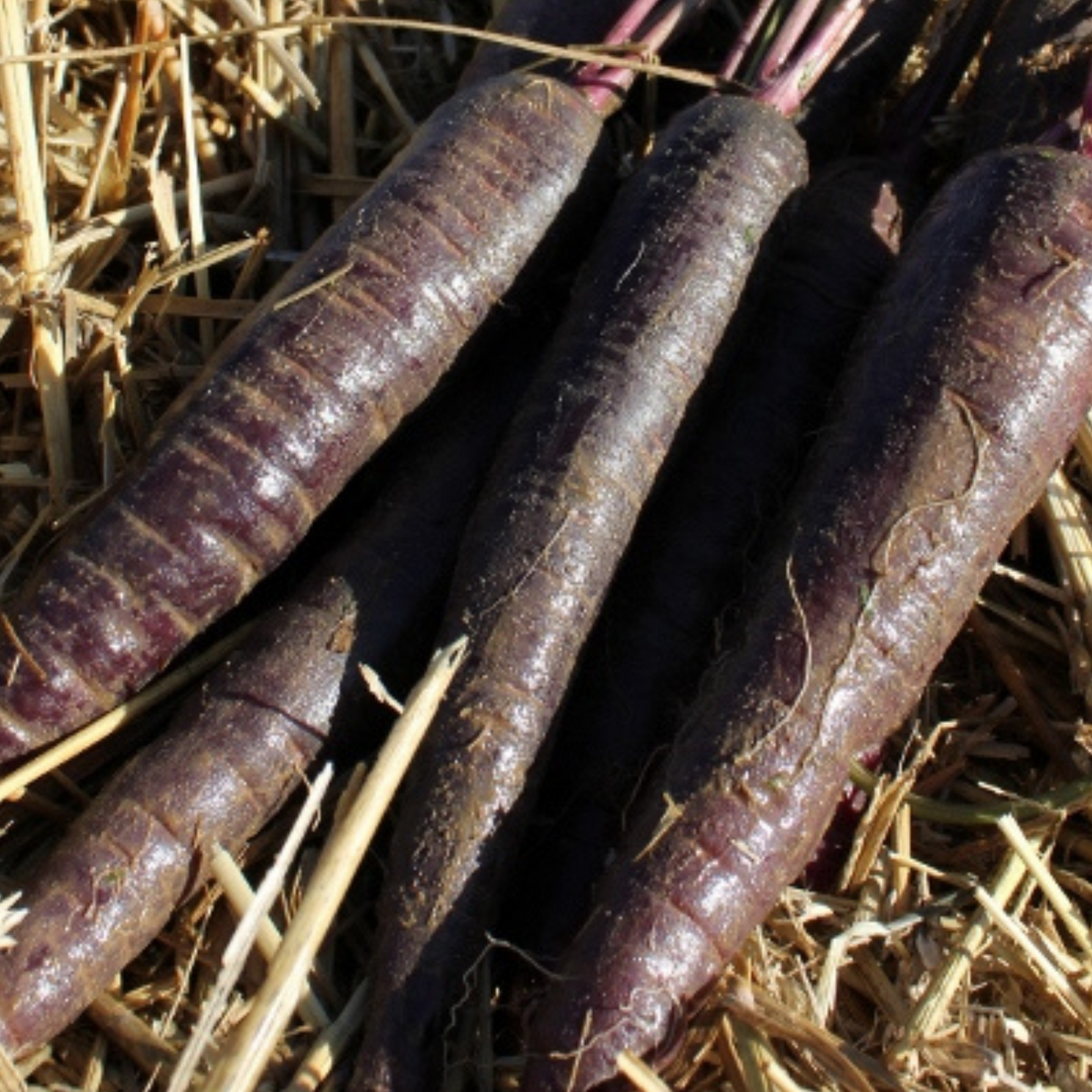 Carrot Purple Sun F1 275 Seeds