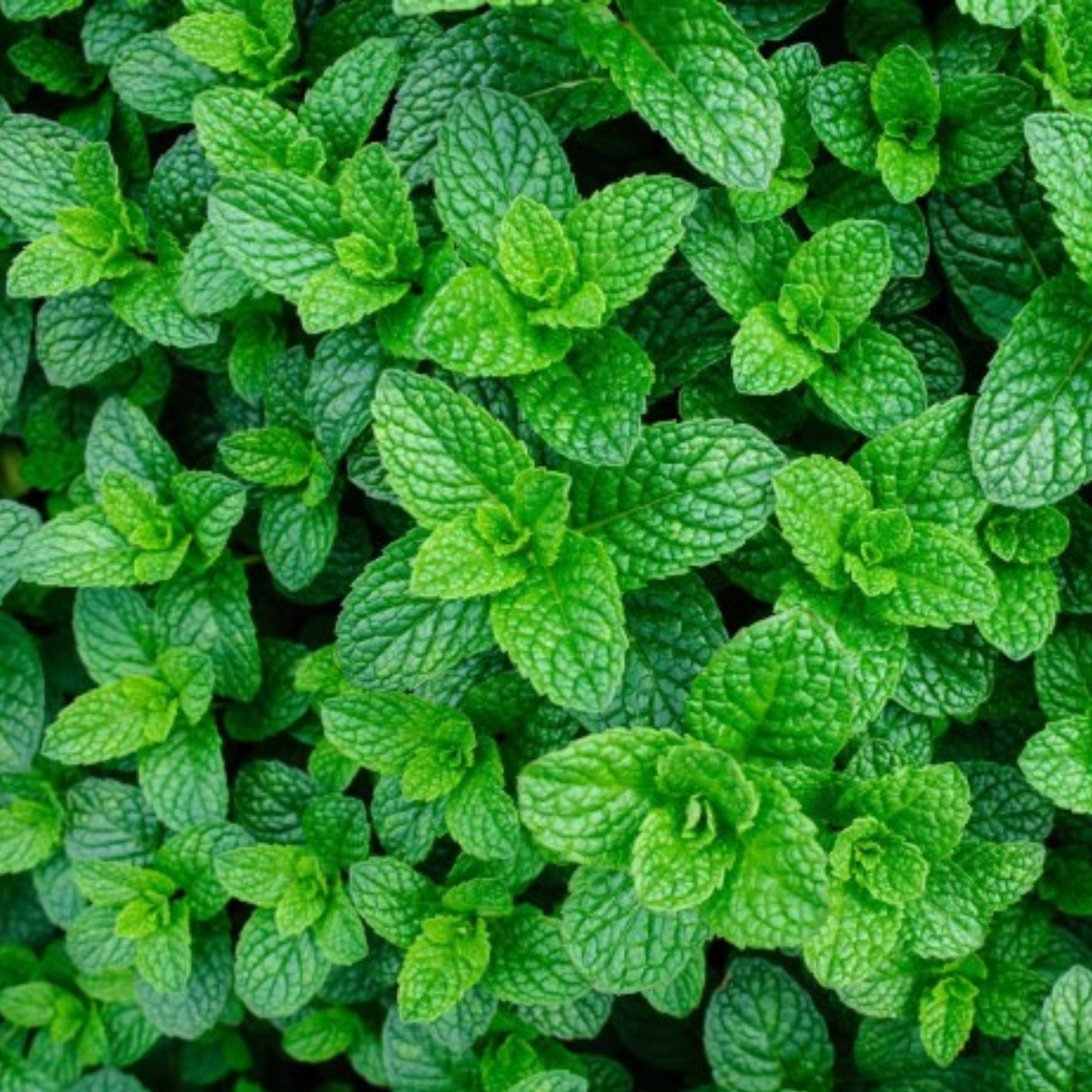 Applemint Seeds - 200 Fresh Herb Seeds