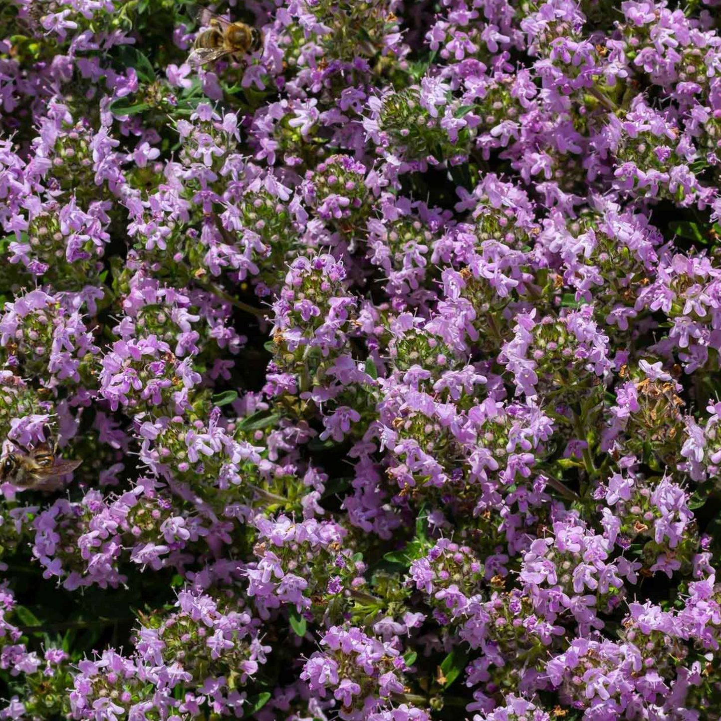 Creeping Thyme Seeds 450 Fresh Herb Seeds with Pink/Purple Flowers