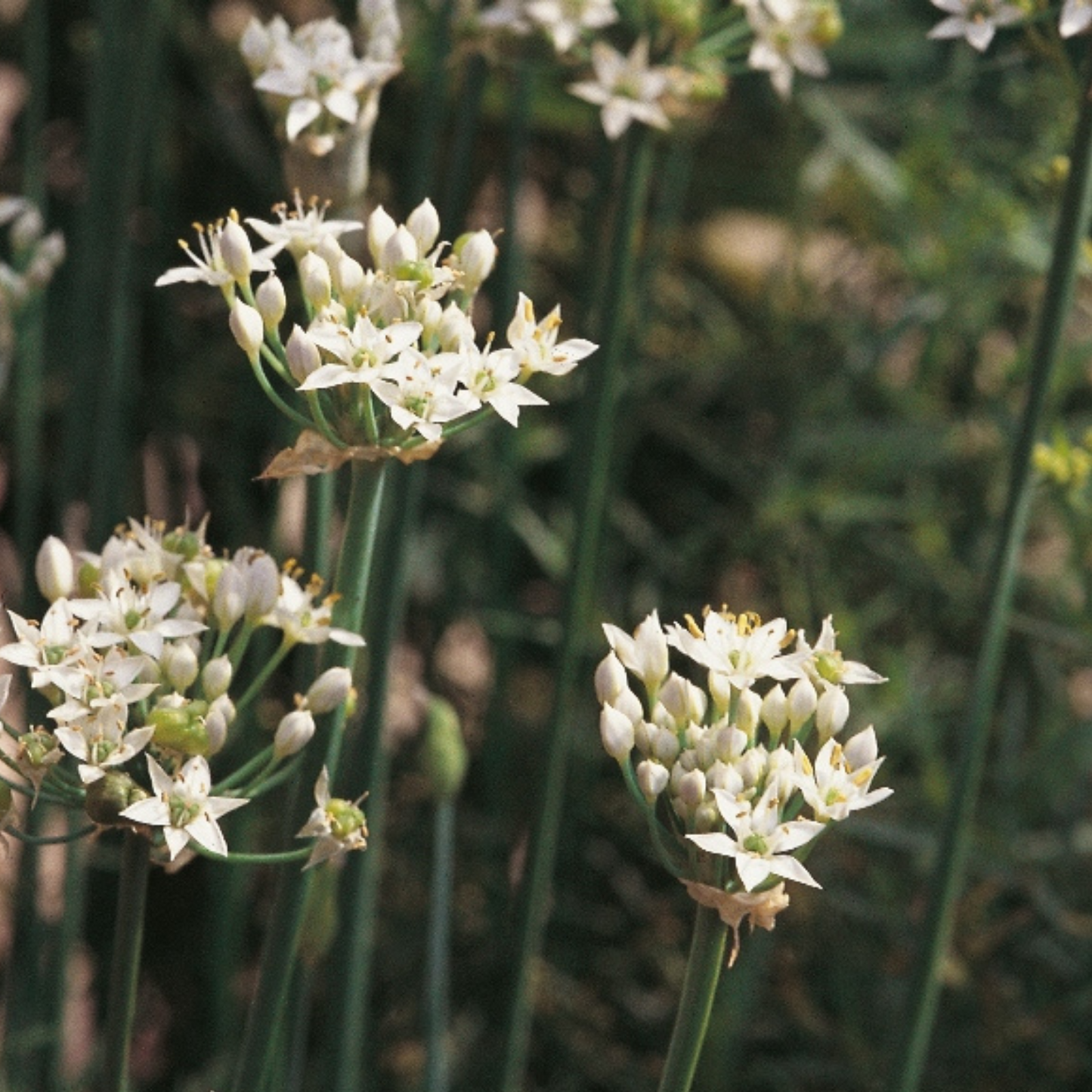 Chives Garlic 100 Seeds
