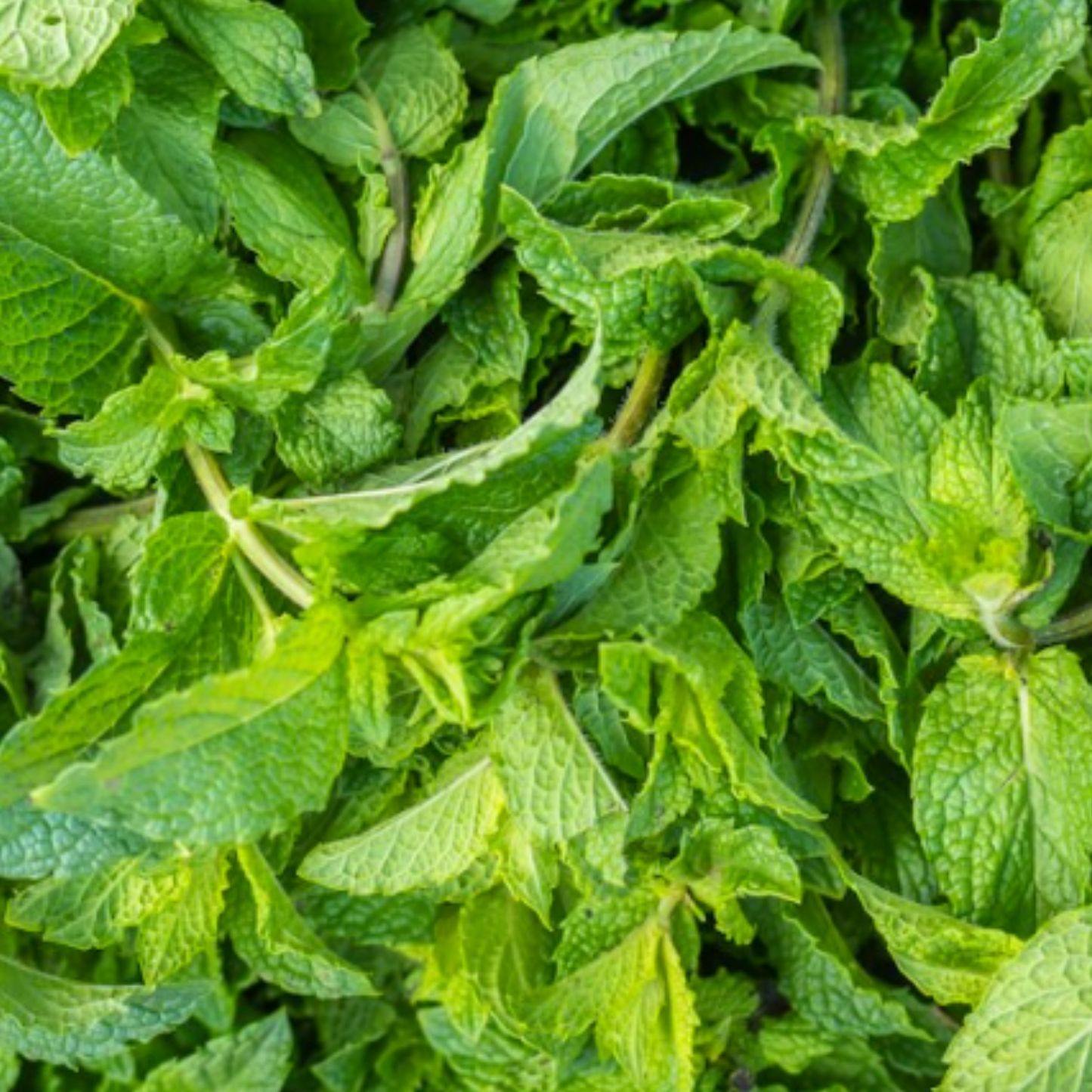 Mint Peppermint 200 Seeds