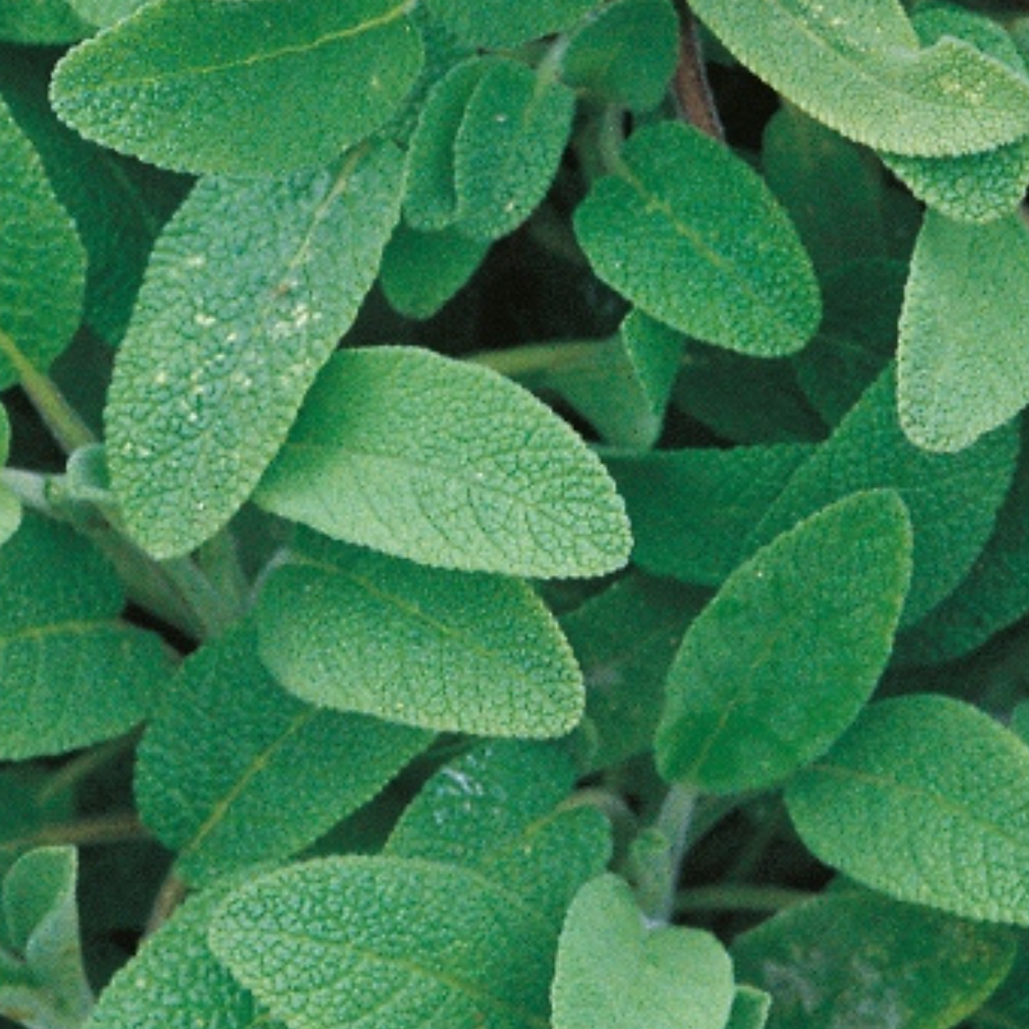 Sage 50 Seeds
