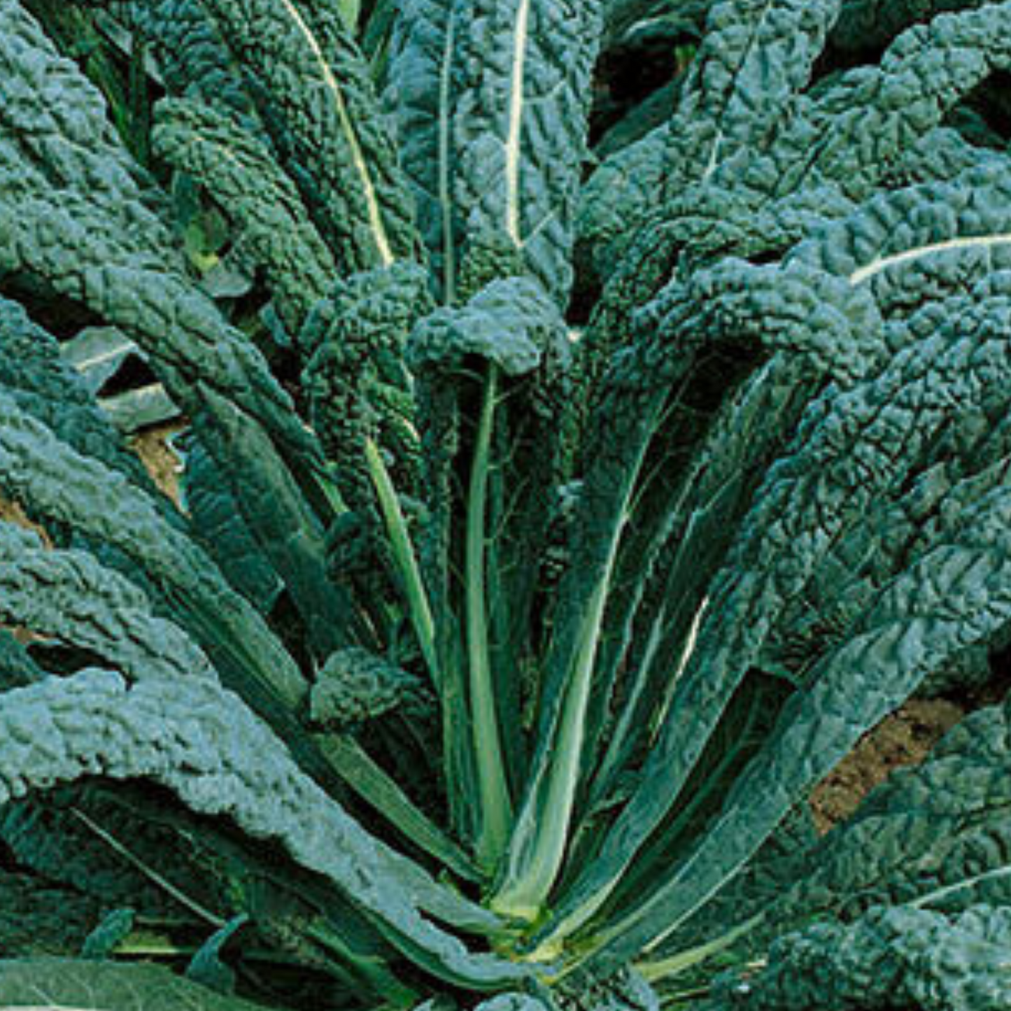 Kale Seeds Nero Di Toscana x 200 Seeds