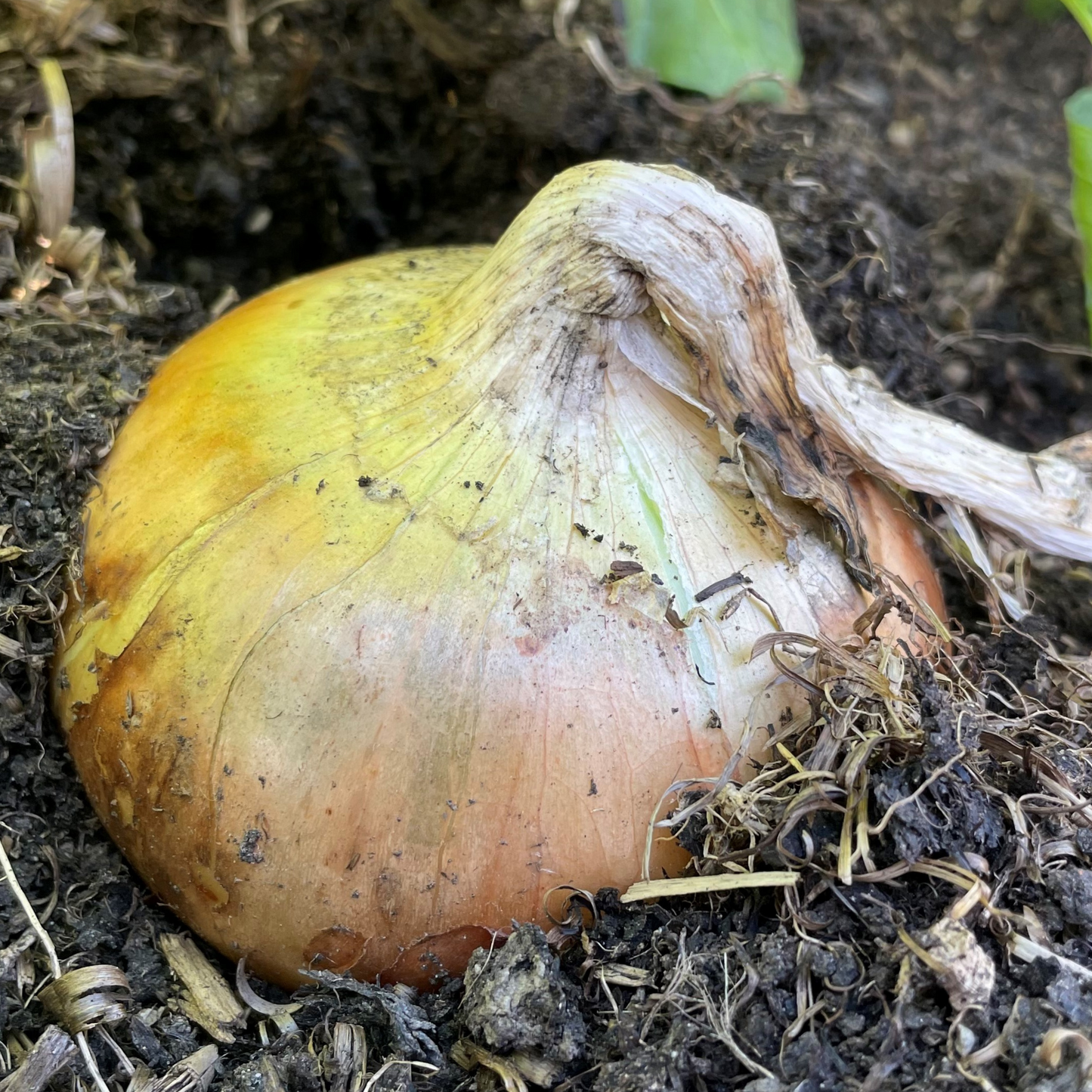 Onion Seeds Senshyu Yellow – 200 Semi-globe Type Onion Seeds – Plant and Grow Your Own Vegetables Ideal for Greenhouse, Garden, Polytunnel, Large Pots or Containers – Packed in The UK by Meldon Seeds