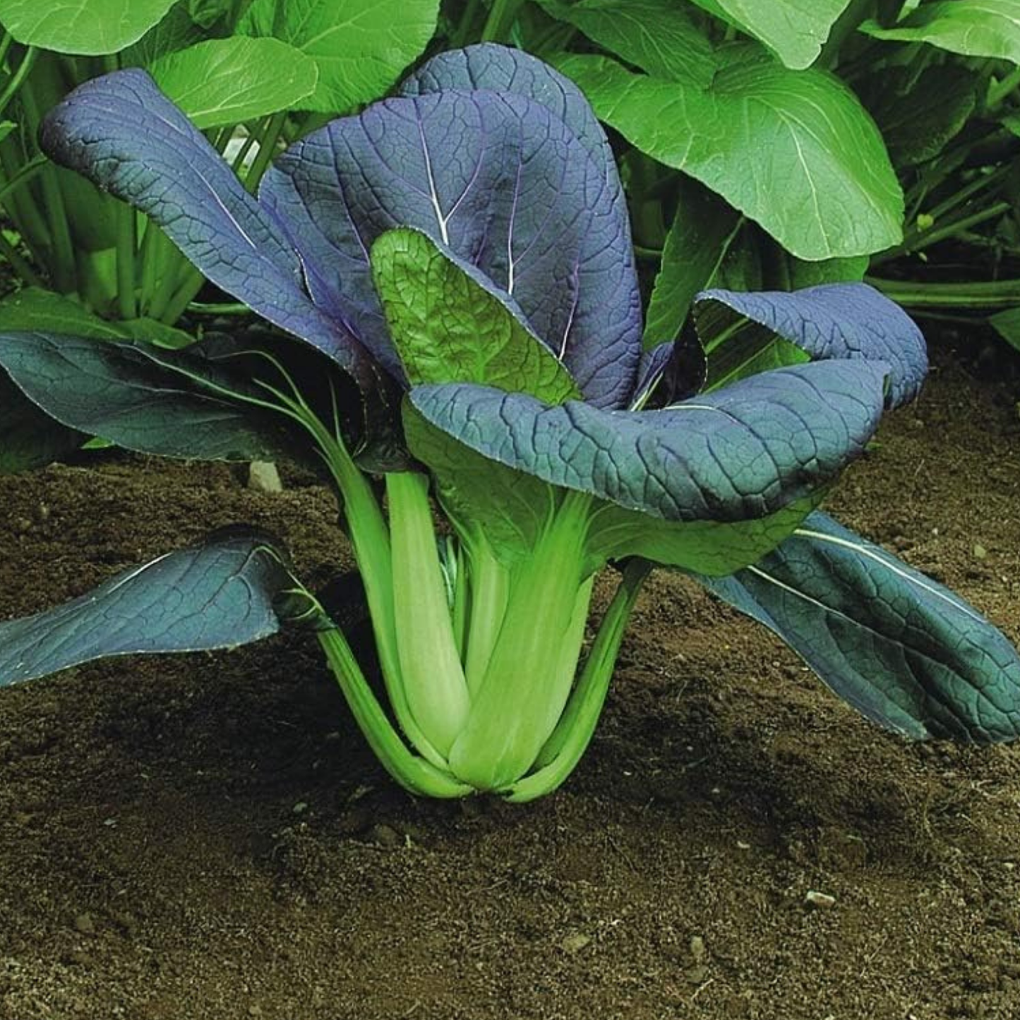 Pak Choi Seeds Red Choi F1 - 100 Fresh Seeds Bok Choy Chinese Cabbage Seeds UK