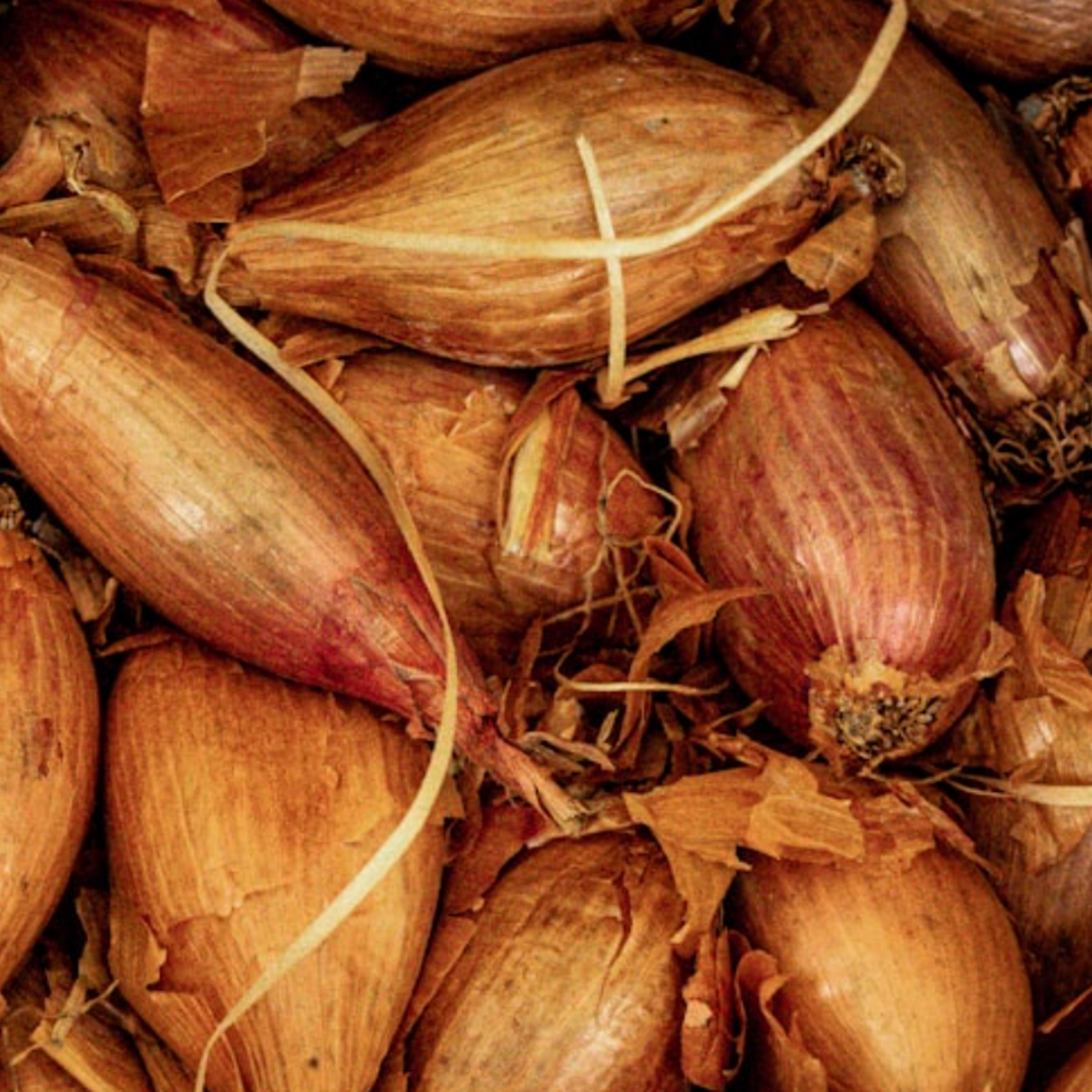 Shallot Seeds (Banana) Shallot Zebrune - 100 Fresh Onion Seeds for Planting UK