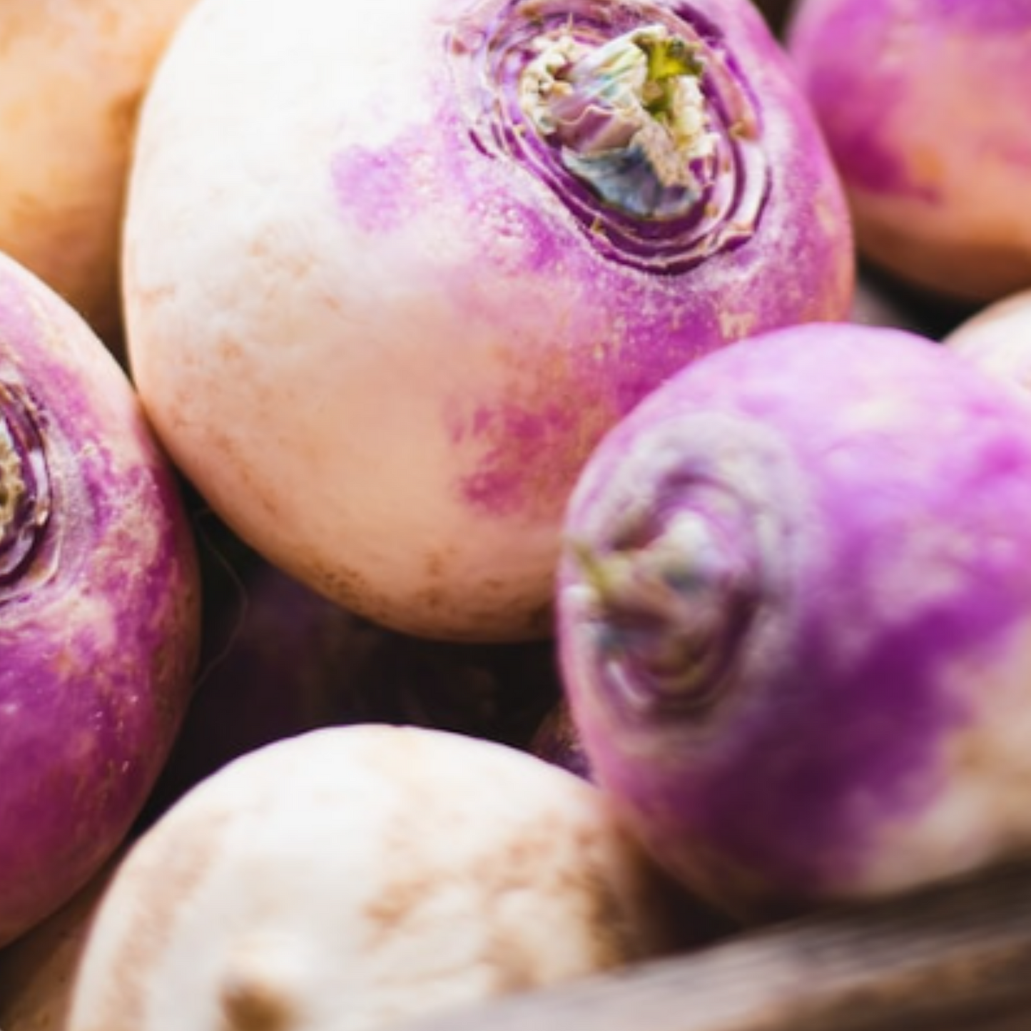 Turnip Purple Top Milan 1300 Seeds