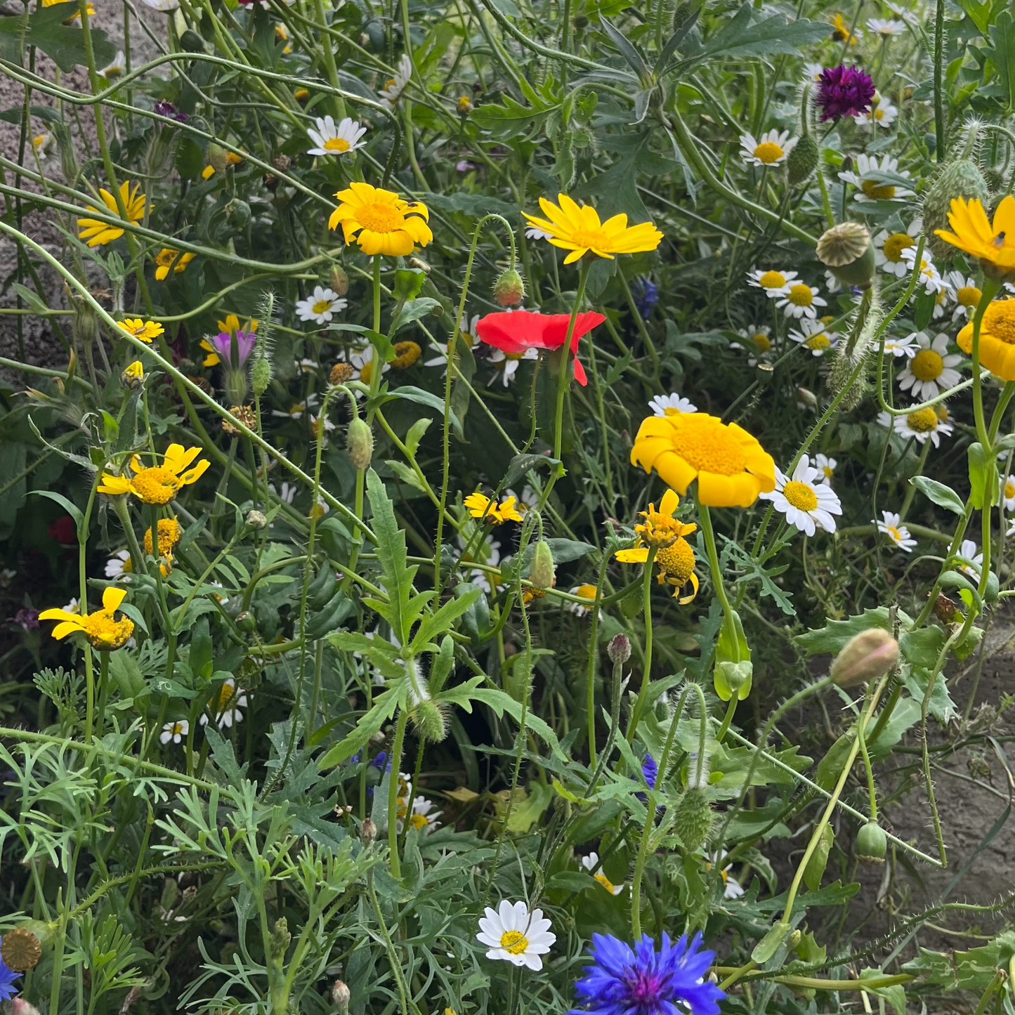 Wild Flowers Birds and Bees Mix 2.5g Seeds