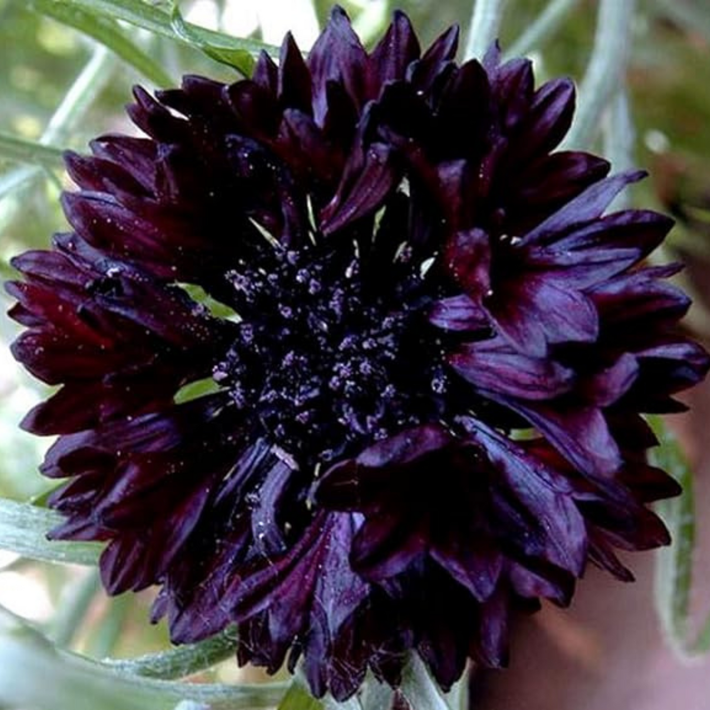 Cornflower Black Ball Seeds - 200 Native UK Wild Flower Seeds for Attracting Birds, Bees, Wildlife, Pollinators, Suitable for Planting and Growing Outdoors in Meadows, Fields, Gardens and Borders