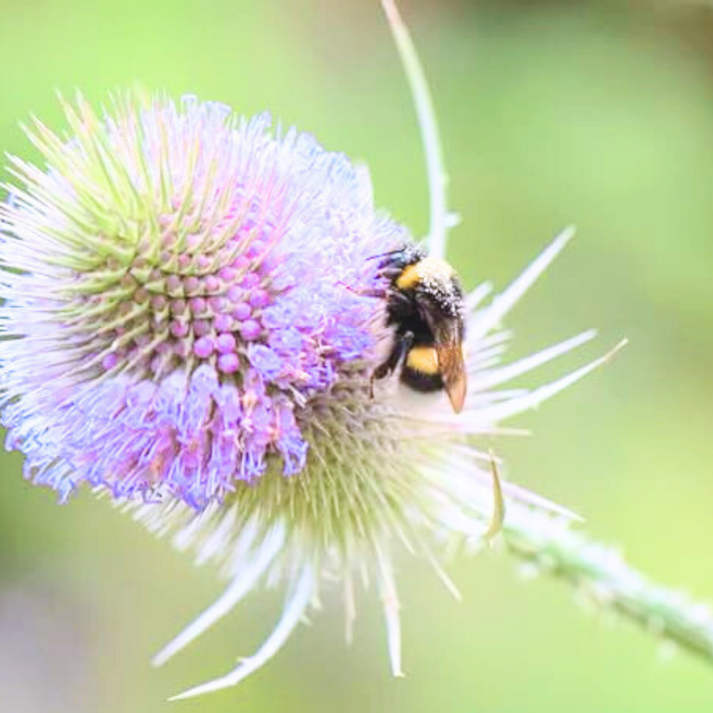 Teasel Seeds - 80 Native UK Wild Flower Seeds for Attracting Birds, Bees, Wildlife, Pollinators, Suitable for Planting and Growing Outdoors in Meadows, Fields, Gardens and Borders by Meldon Seeds