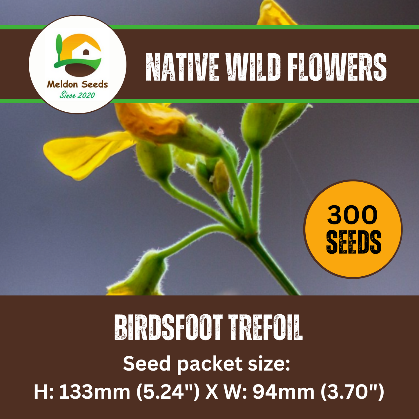 Birdsfoot Trefoil Seeds - 300 Native UK Wild Flower Seeds for Attracting Birds, Bees, Wildlife, Pollinators, Suitable for Planting and Growing Outdoors in Meadows, Fields and Gardens by Meldon Seeds